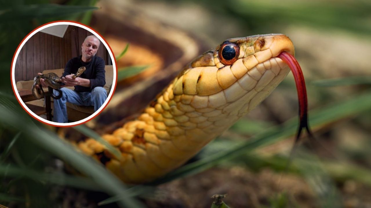 Hombre sufre 200 mordeduras de serpiente y ayuda a crear un potente antiveneno con su sangre
